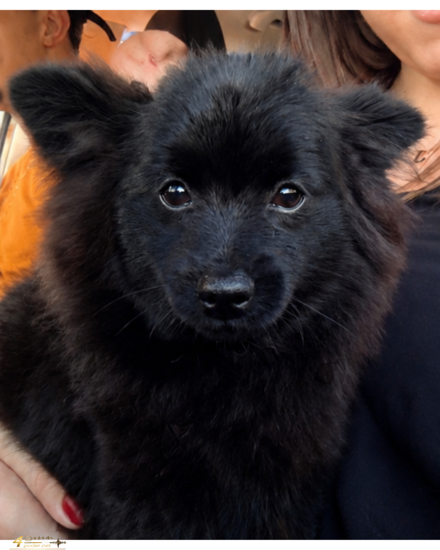 Cachorrinha Meg desaparece no Jardim Boa Esperança e família pede ajuda