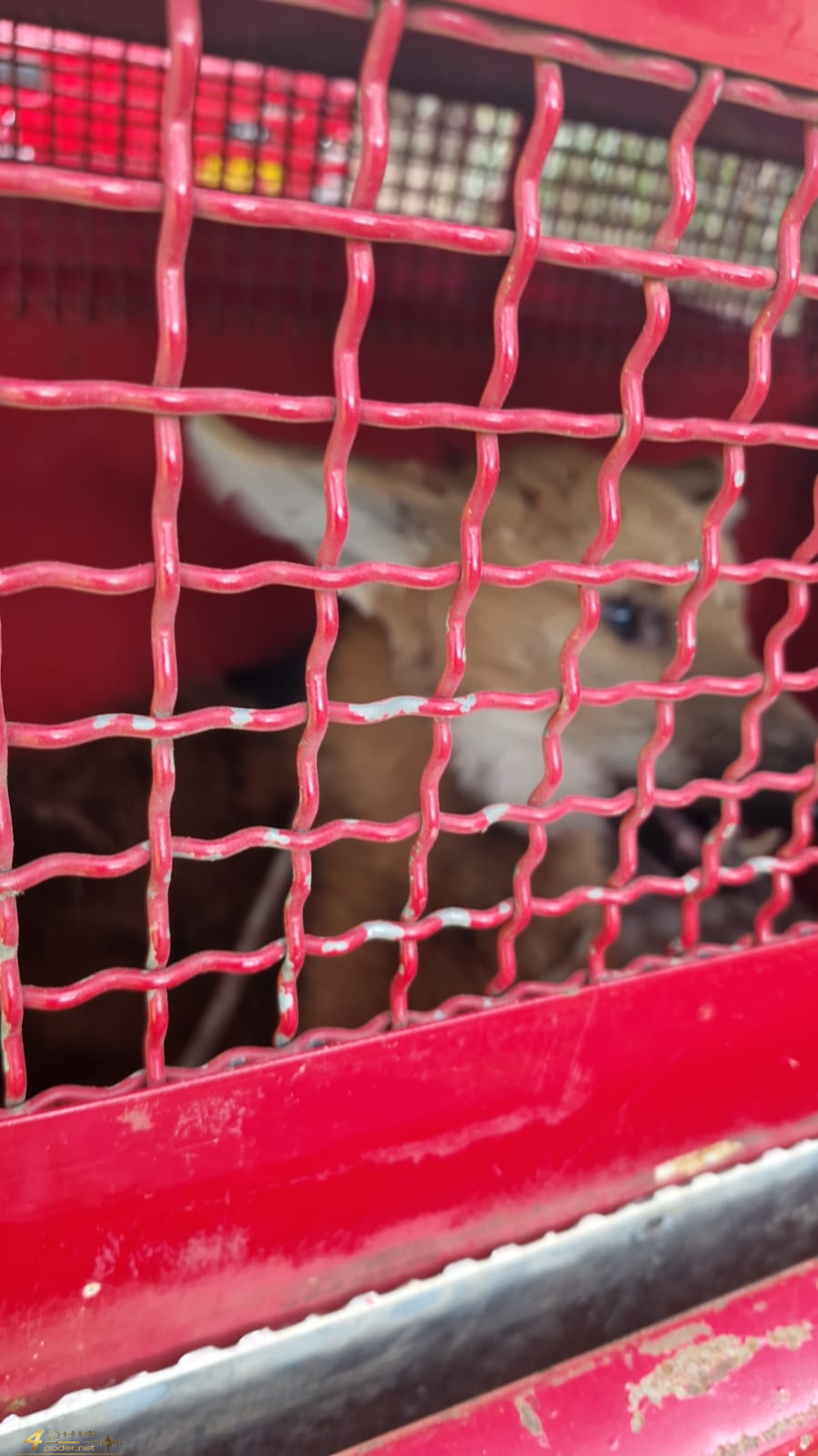 Bombeiros resgatam lobo-guará ferido e desidratado na zona rural de Alfenas