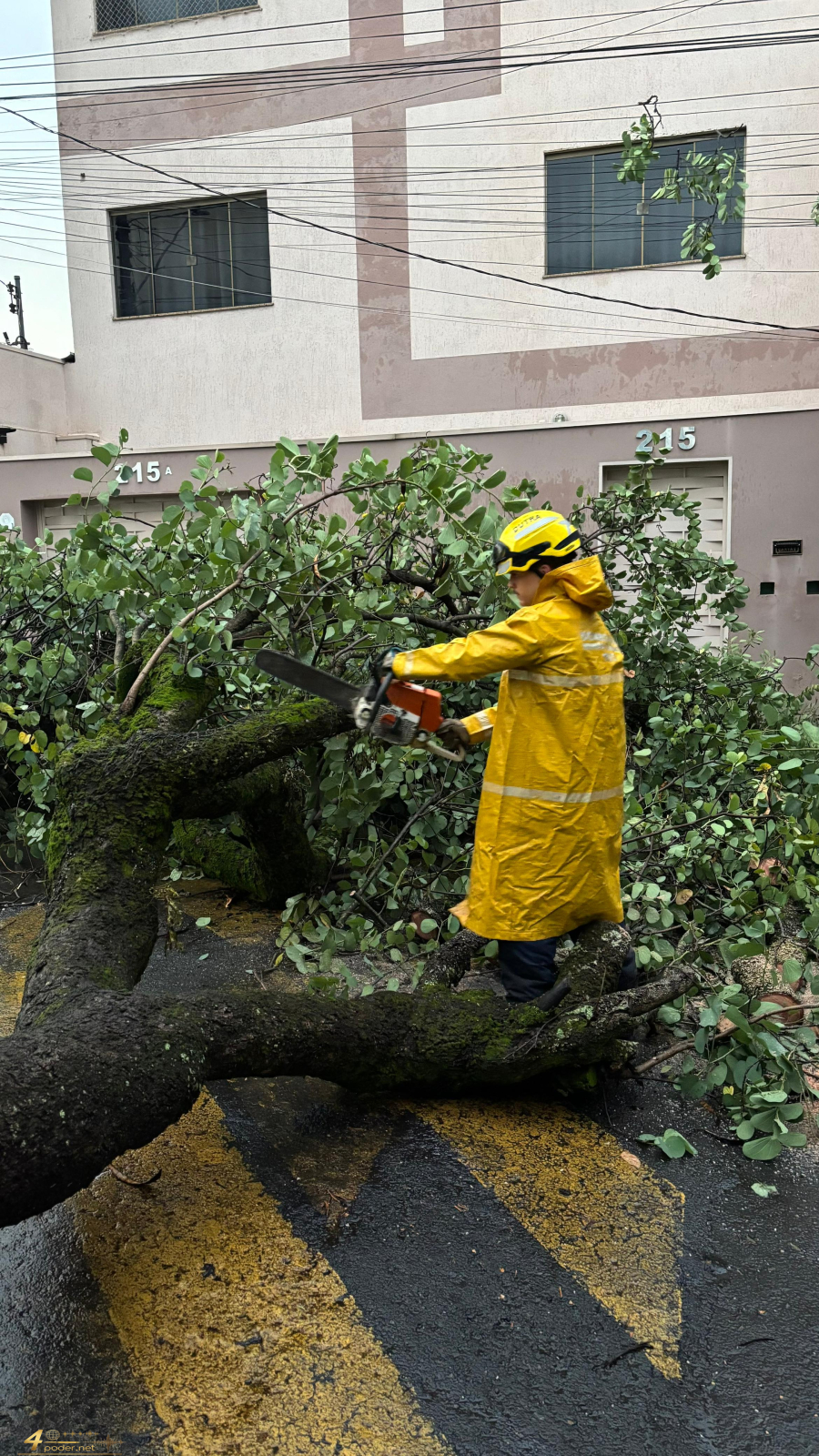 Bombeiros atendem queda de árvore em Alfenas e atropelamento fatal em Serrania