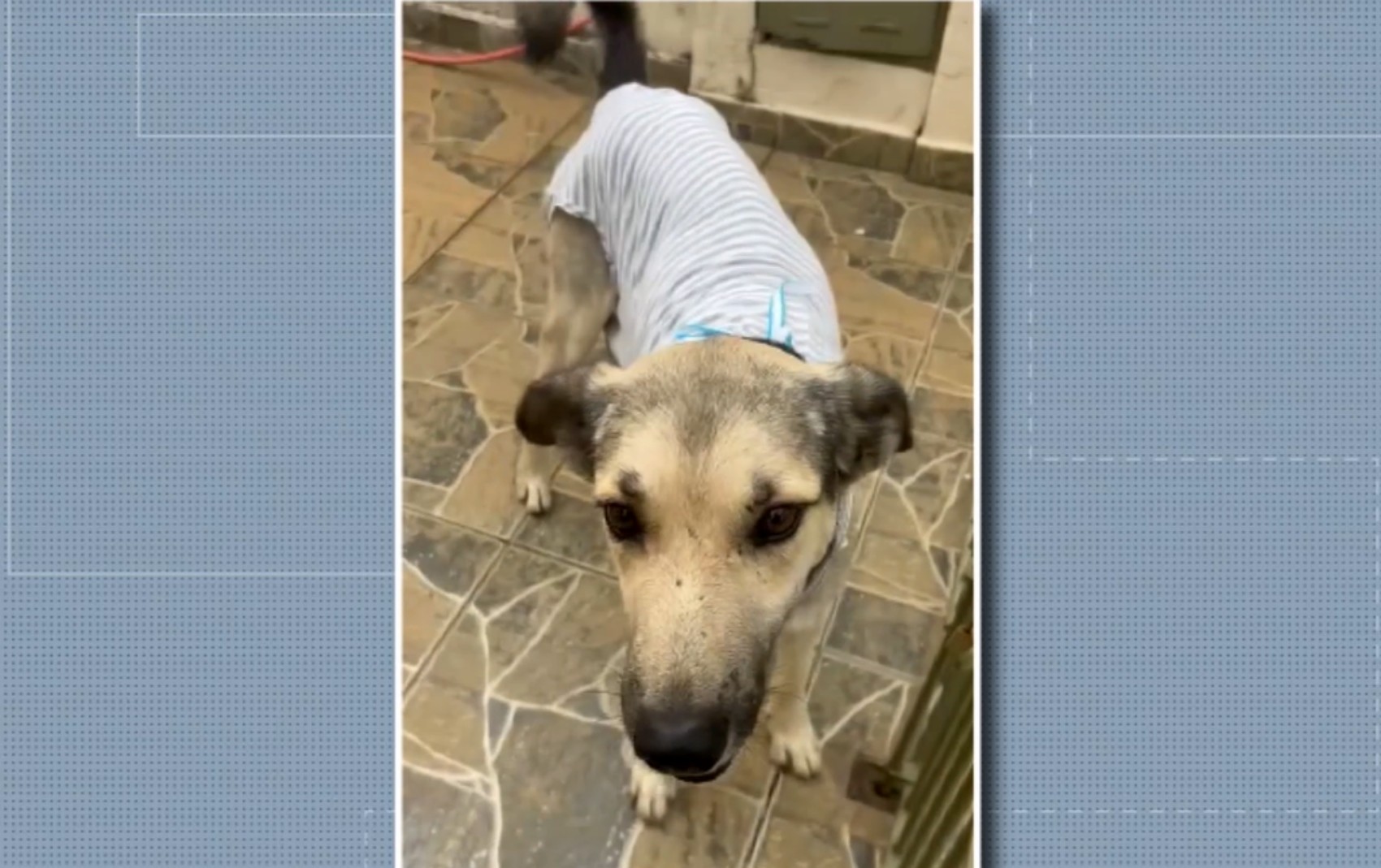 Cães são resgatados com indícios de castração clandestina e mutilação em distrito de Ouro Fino, MG