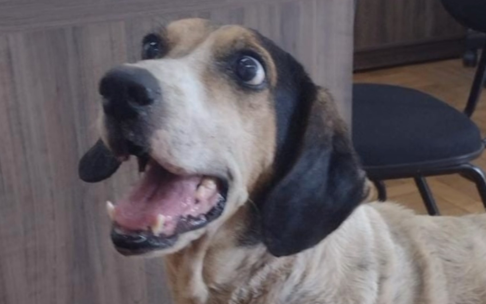 Moradores fazem manifestação após casos de violência contra animais em São Sebastião do Paraíso, MG