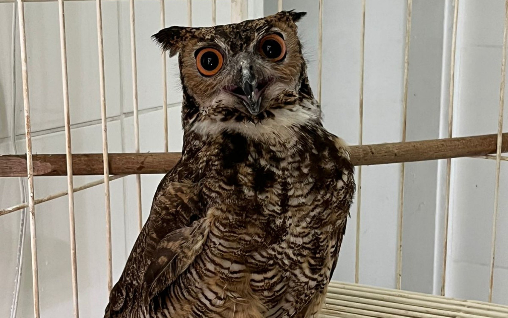 Corujão-orelhudo resgatado na BR-459, em MG, ganha novo lar em santuário referência nacional