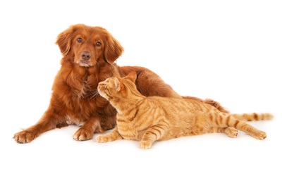 TJMG decide que guarda de pet não é Direito de Família