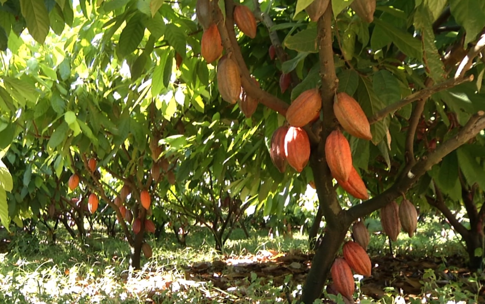 Pesquisadores da UFLA estudam o cacau para melhorar qualidade do chocolate produzido em MG