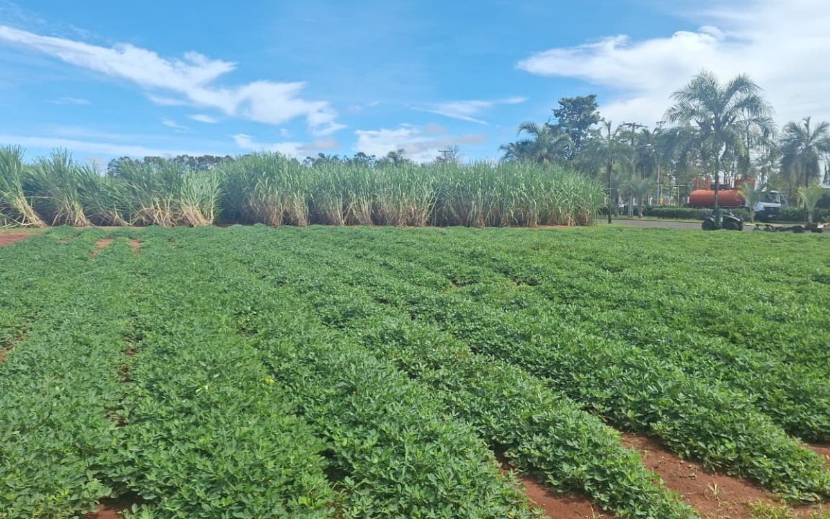 Megacana:CADI Cana e Amendoim destaca ganhos da rotação para setor bioenergético