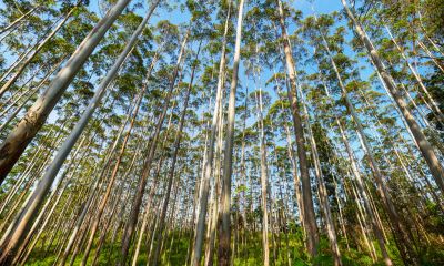 Empresários devem indenizar agricultor por uso de agrotóxico