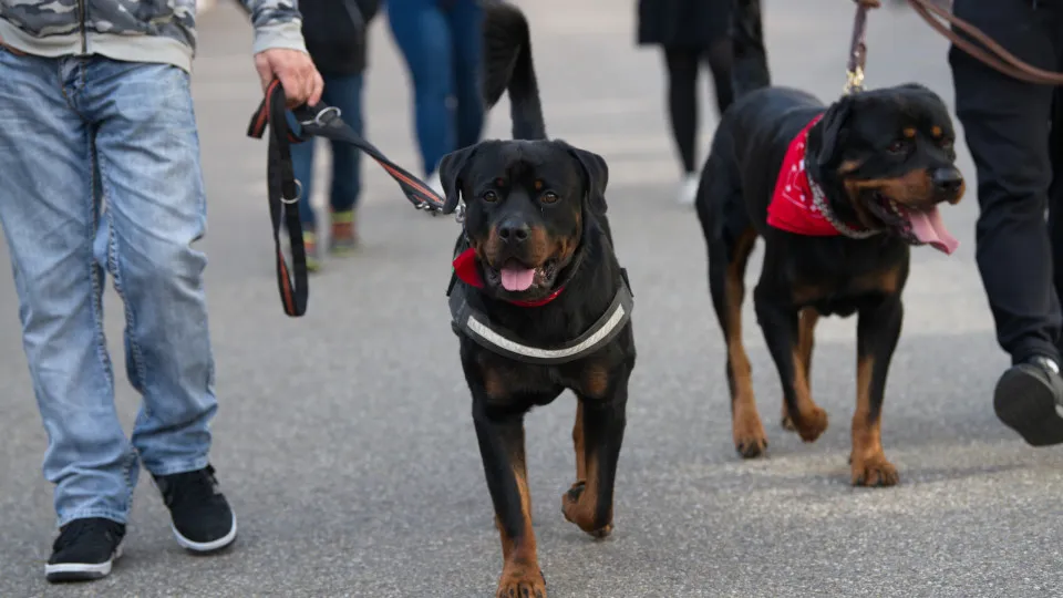 Raças de cachorros que são proibidas ao redor do mundo