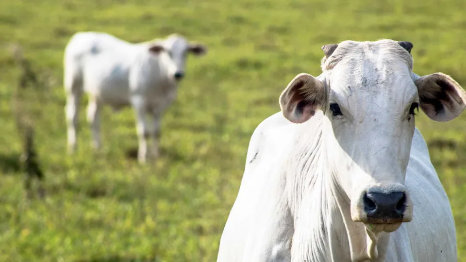 Valorização da arroba bovina impulsiona expectativa de recorde na Expozebu