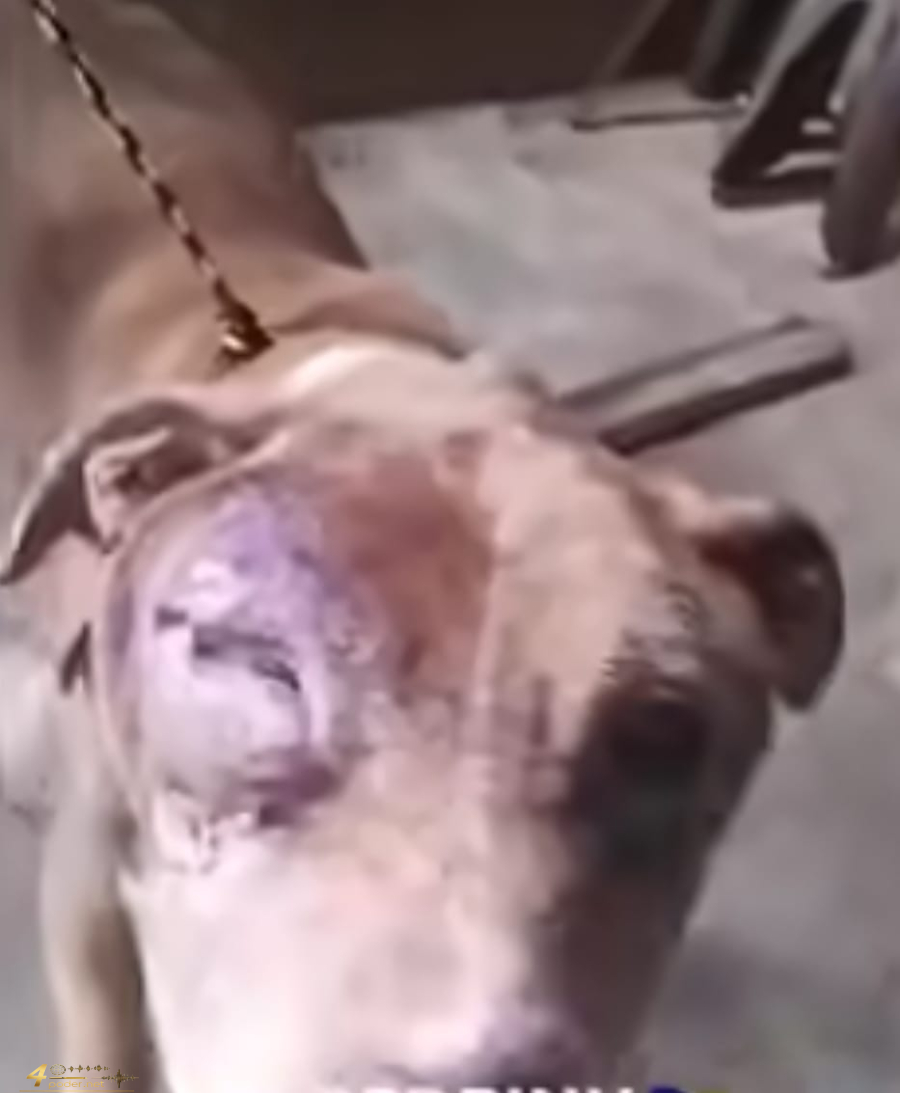  Polícia Civil resgata cão abandonado e apura maus-tratos em Alfenas