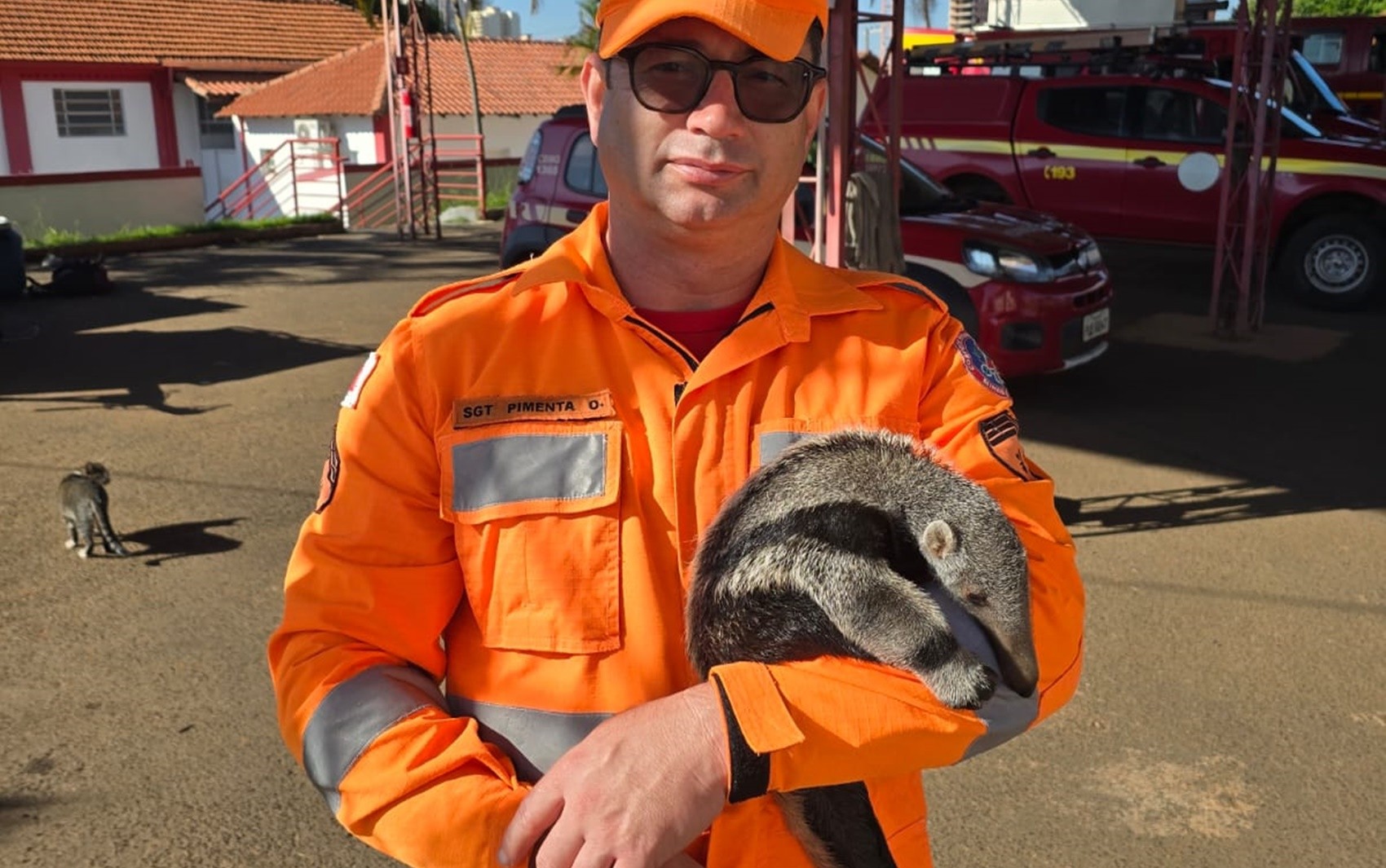 Filhote de tamanduá-bandeira é resgatado após mãe morrer atropelada na MGC-265