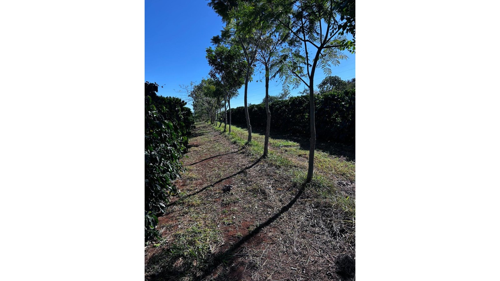Cooxupé lidera venda de créditos de carbono no café