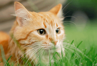 Clínica deve indenizar tutora de gato por diagnóstico errado
