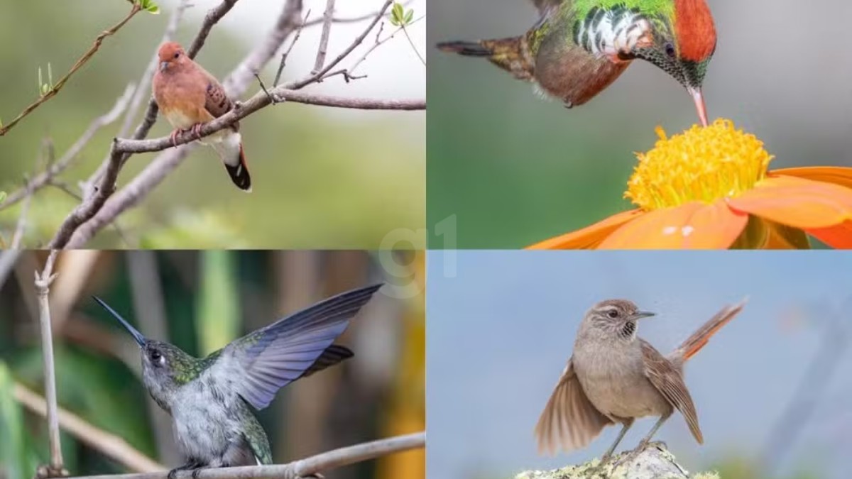 Exposição 'Beleza Alada' reúne fotos de aves raras no Museu Regional de Montes Claros