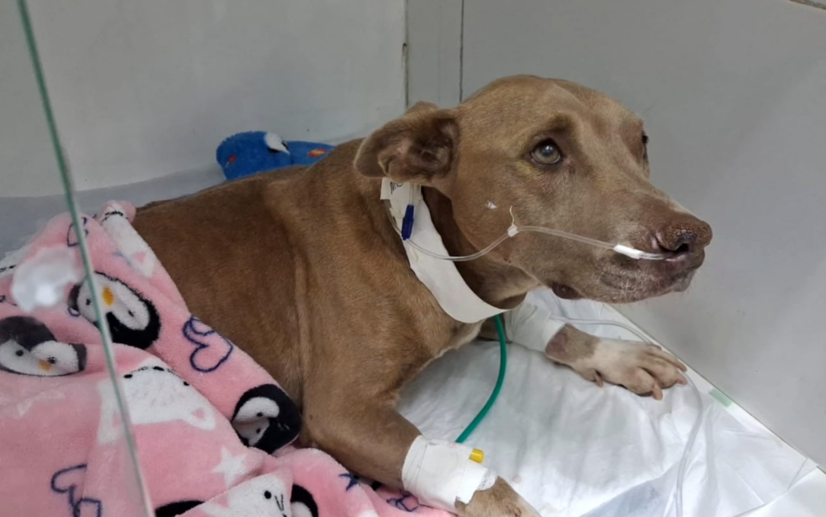 Câmara de Três Corações aprova lei que proíbe uso de 'enforca-gatos' em castração de animais
