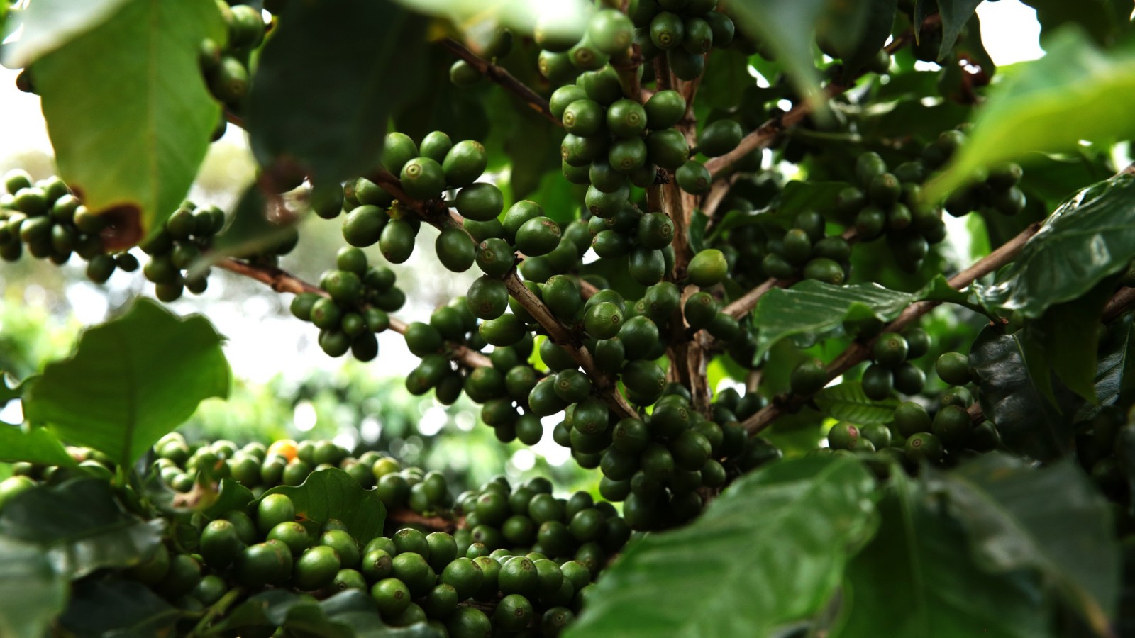 Nas montanhas de Juruaia, o café virou prêmio e paixão