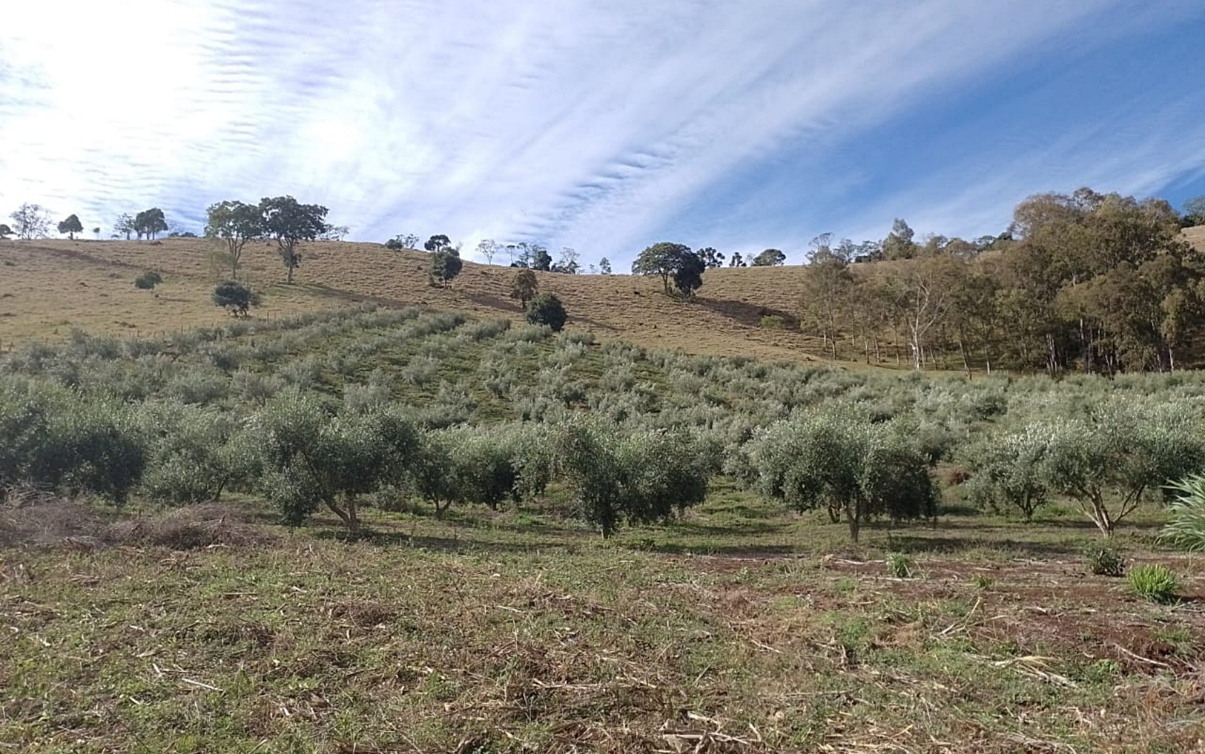 Azeite produzido no Sul de Minas ganha prêmio na Itália e fica entre os melhores da América do Sul