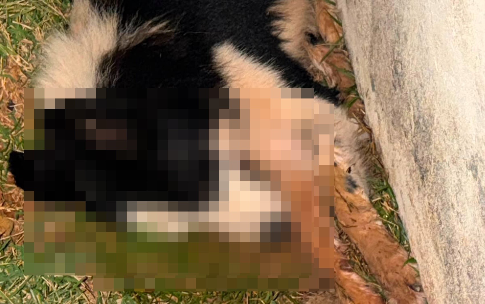 Três cães são encontrados mortos e suspeita de envenenamento é investigada em Guaxupé, MG
