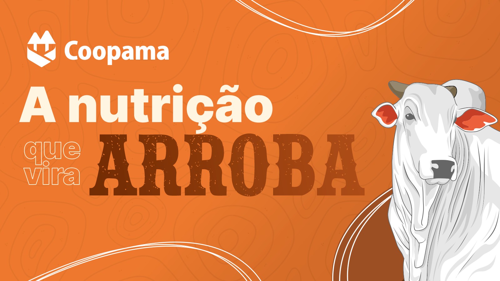 A nutrição que vira arroba: Coopama lança novas linhas para pecuária de corte