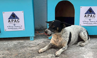 Animais de rua de Lagoa da Prata ganham abrigos criados por recuperandos da Apac