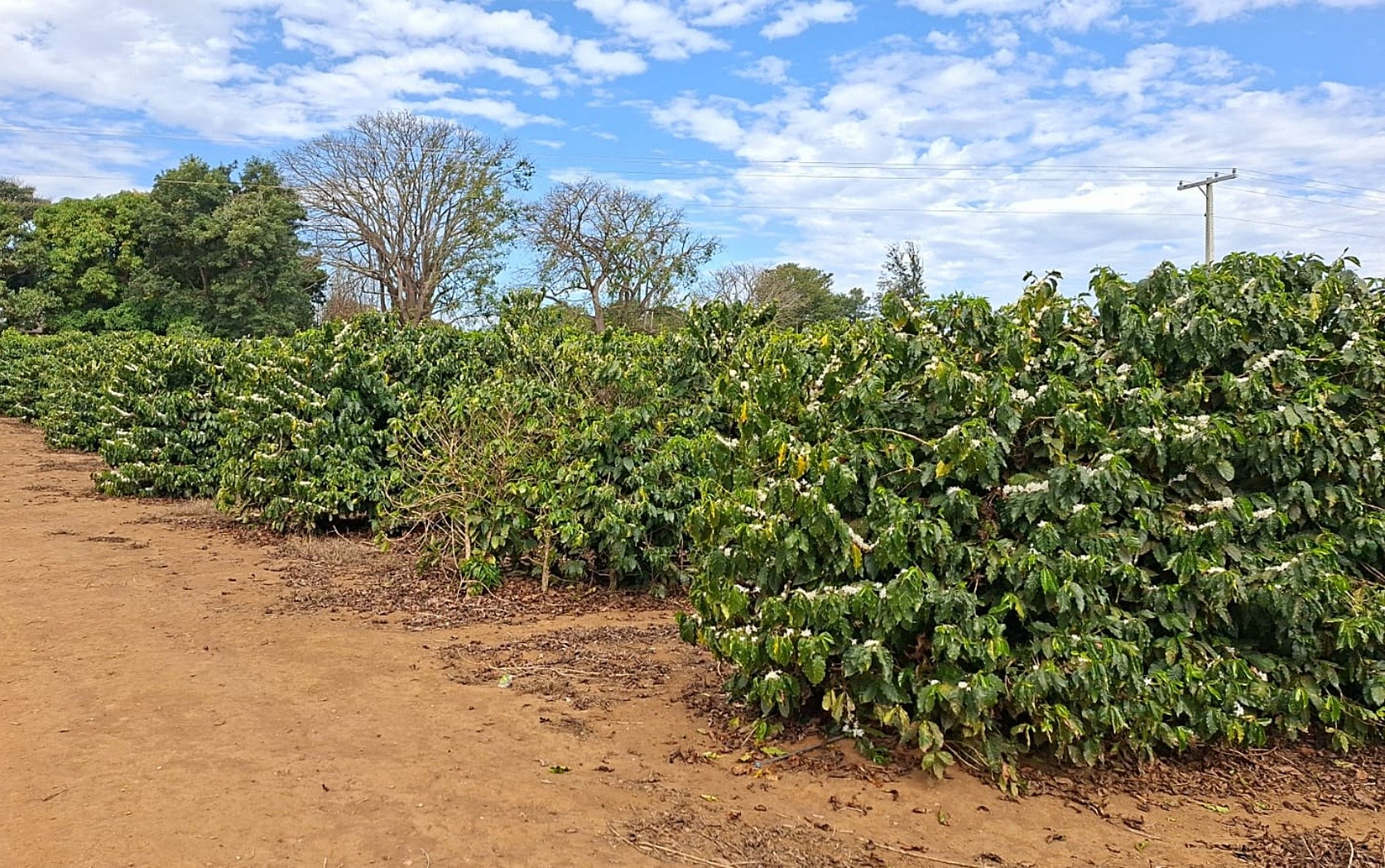 Inverno chuvoso antecipa florada do café no Sul de MG para a época de colheita e surpreende produtores
