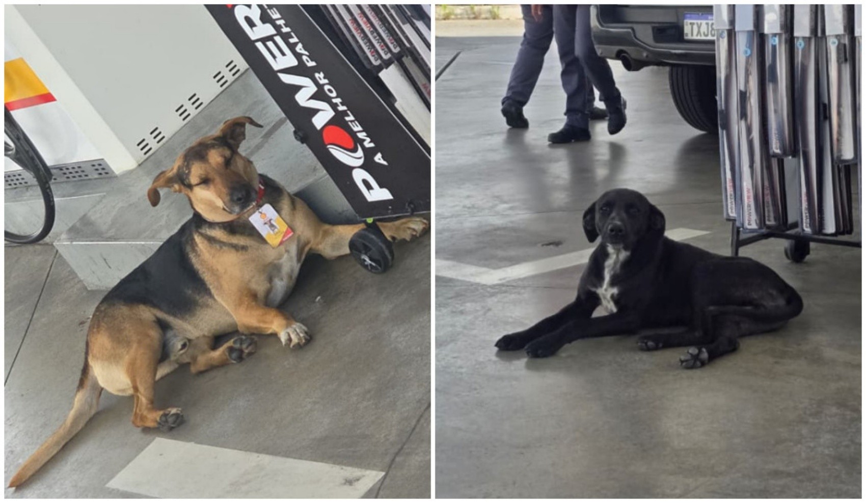Cães adotados por funcionários de posto de gasolina ganham casinha e crachá no Sul de MG