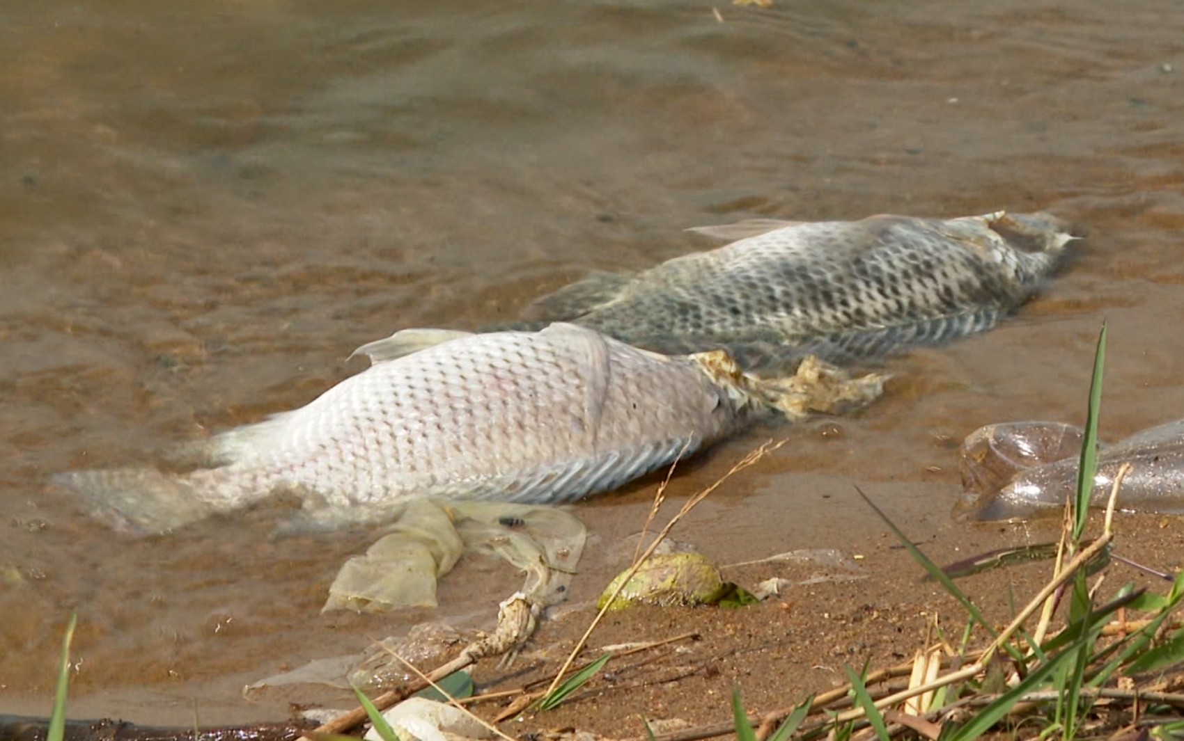 Mortandade de peixes preocupa moradores após denúncia de suposto despejo de esgoto em MG