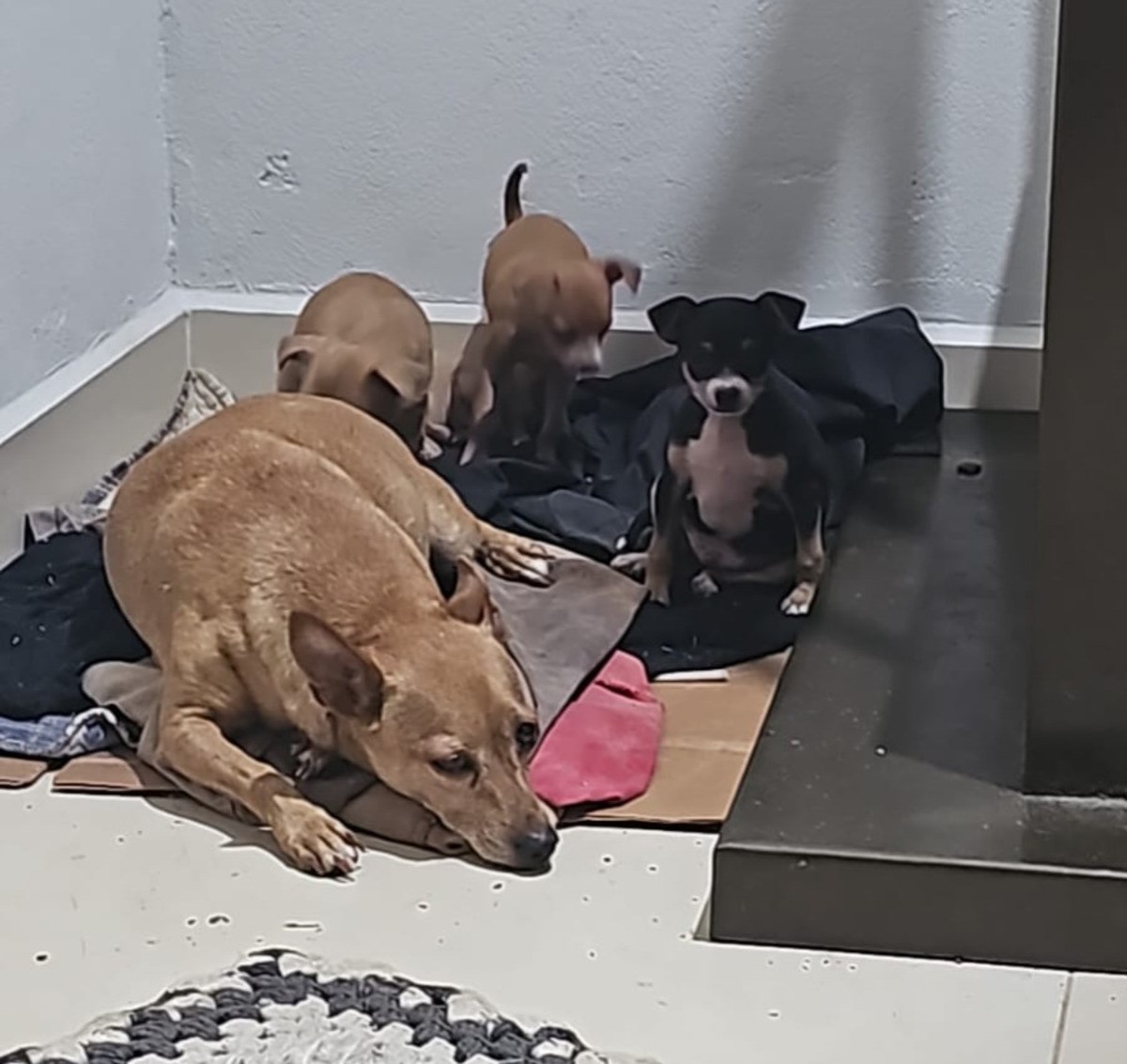 ‘Pano com cheiro da mãe’: bombeiros usam isca para resgatar filhote de cachorro de poço de 18 metros em MG