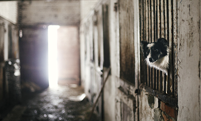 TJMG mantém condenação por maus-tratos a cães em Botelhos