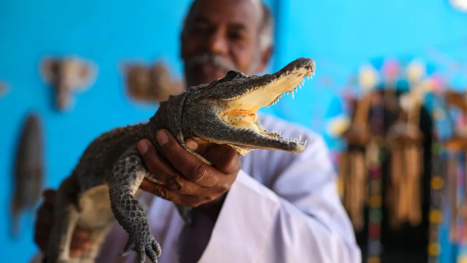 Egípcio cria crocodilos há 26 anos e transforma casa em atração turística