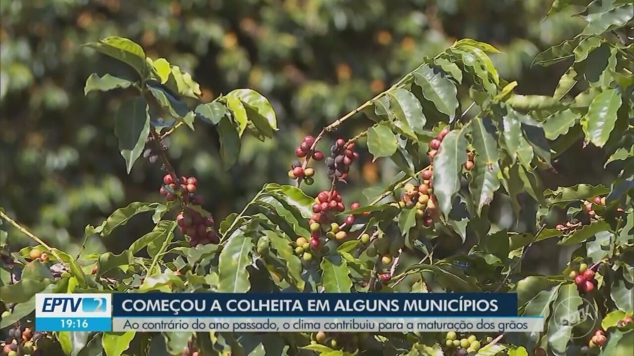 Clima ajuda e colheita do café começa adiantada no Sul de Minas
