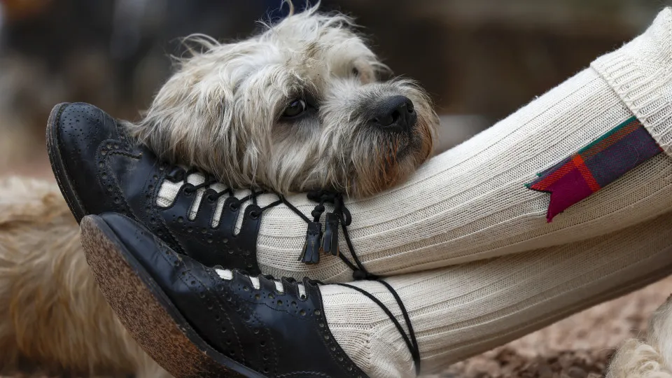 Essas raças de cachorro estão em risco de extinção